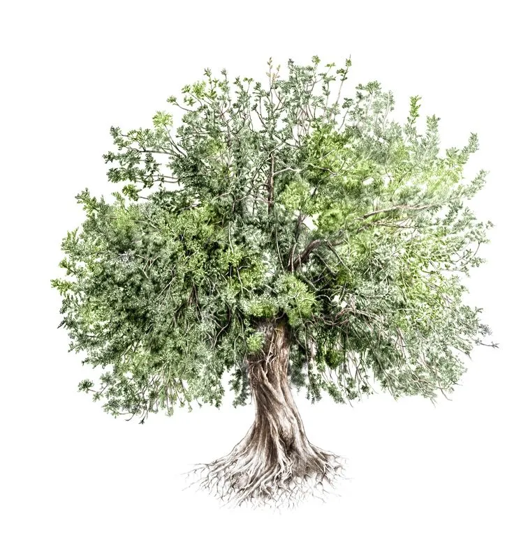 Illustration d'un arbre, symbole de Place au Tree